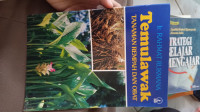 Image of Temulawak Tanaman Rempah dan Obat